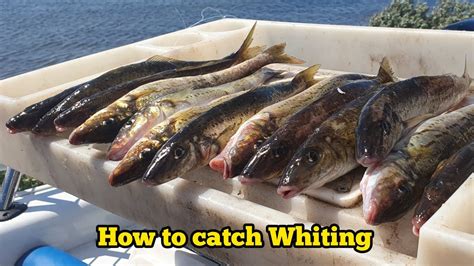 whiting fish|How to Catch Whiting in South Carolina .